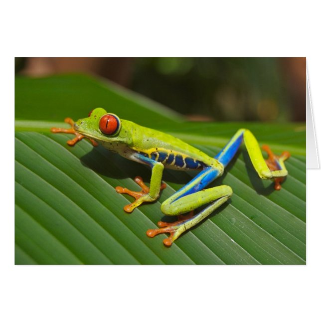 La carte de grenouille d'arbre (Devant horizontal)