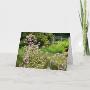 La Carte de Joe Pye Flowers