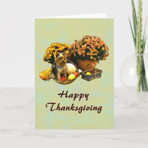 La carte de Little Pup