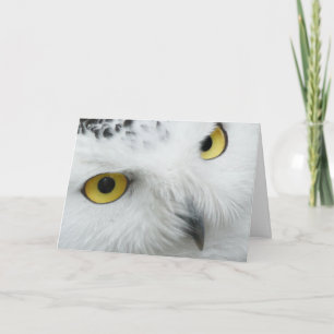 La carte de Valentine de hibou observée par jaune