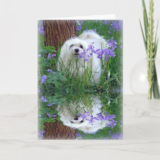 La carte de voeux maltaise Snowdrop (Devant)