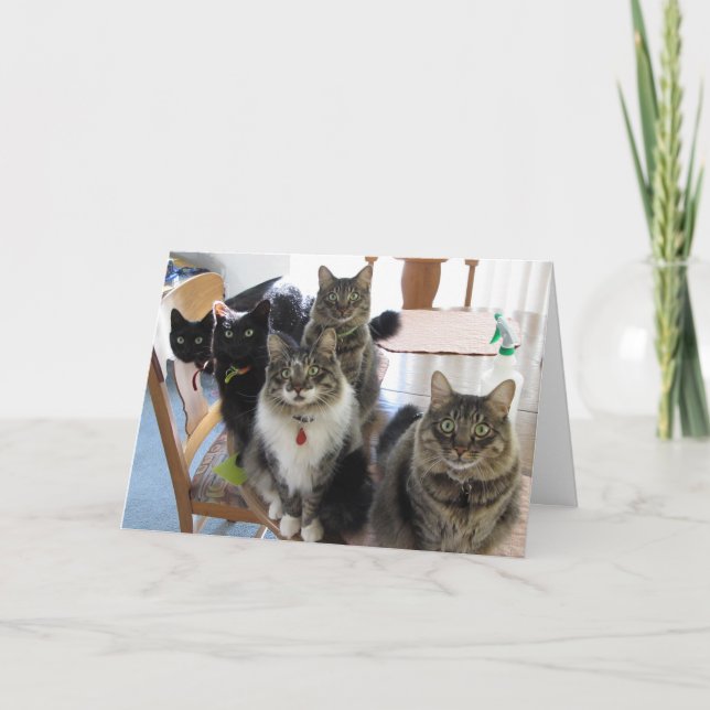 La carte d'études de la bande de chats (Devant)