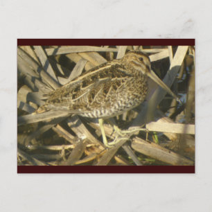 La carte postale de Wilson