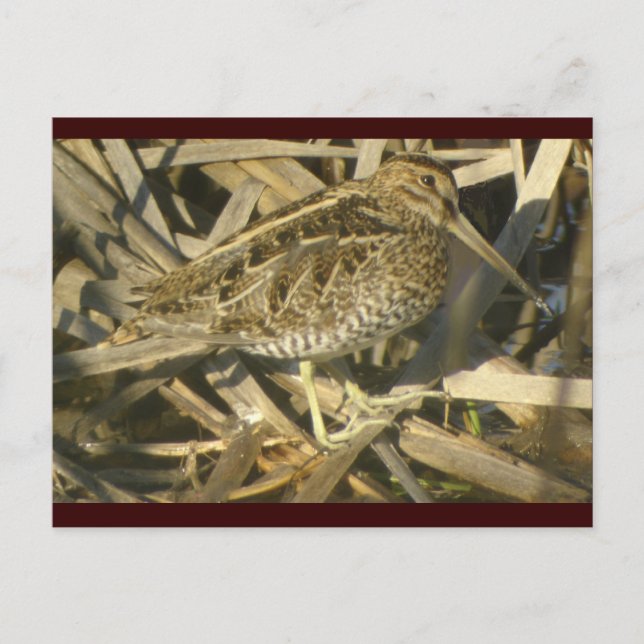 La carte postale de Wilson (Devant)