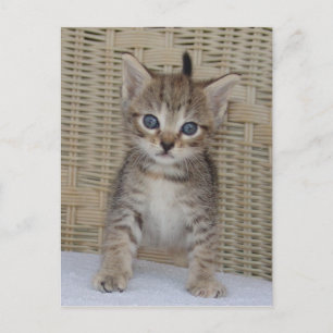 La carte postale d'Ivy