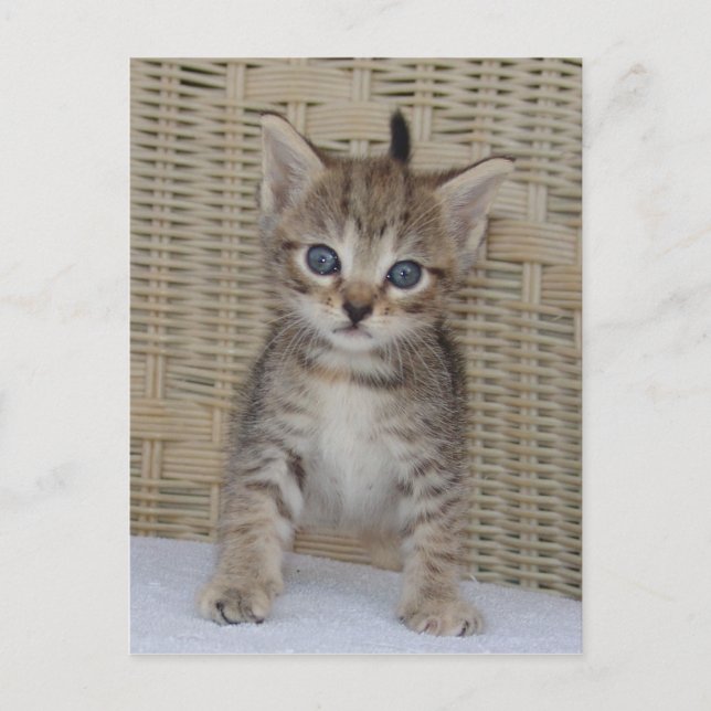 La carte postale d'Ivy (Devant)