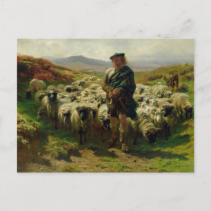 La carte postale du berger des Highlands par Rosa