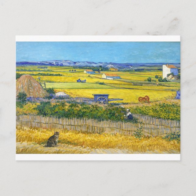 La carte postale du chat de la récolte (Devant)