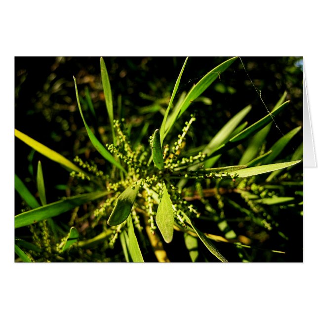 la carte verte de la nature (Devant horizontal)