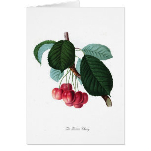 La cerise de Florence