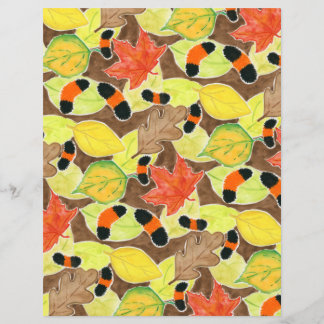 La chenille de Woollybear