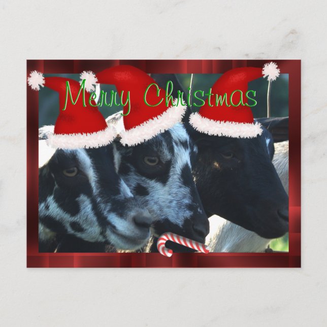 La chèvre badine la carte postale 2 de Noël - peut (Devant)