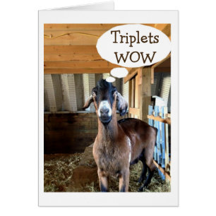 LA CHÈVRE EST TELLEMENT EXCITÉE=TRIPLETS=TRIPLE L'