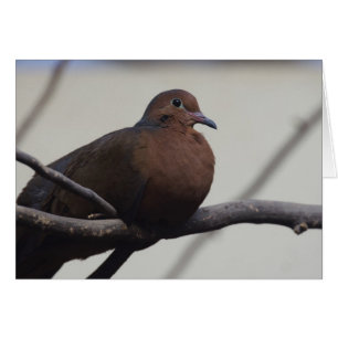 La colombe de Grayson