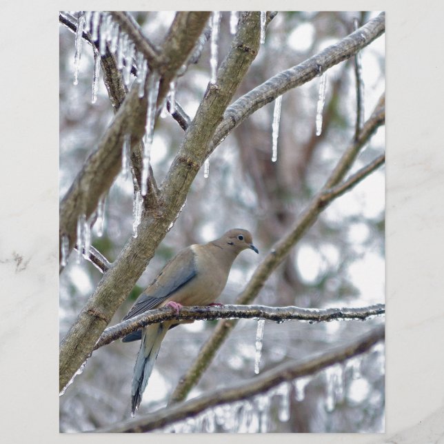 La colombe en deuil (Devant)