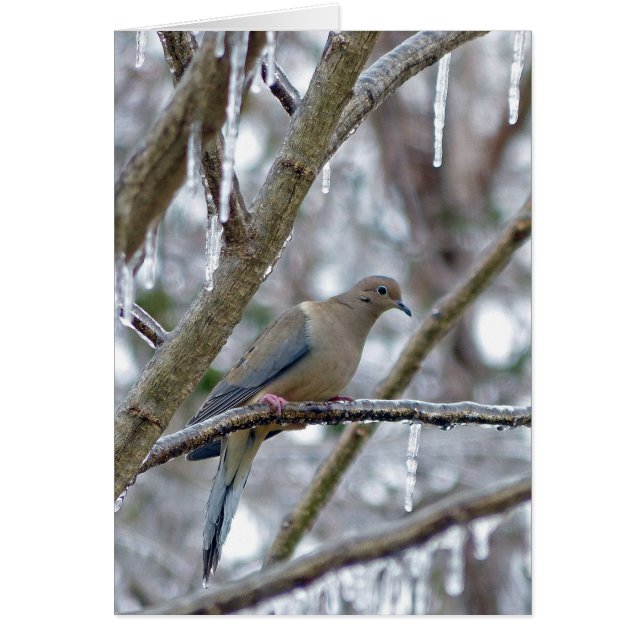 La colombe en deuil (Devant)