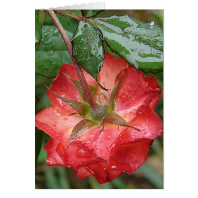 La Dernière Rose (Devant)