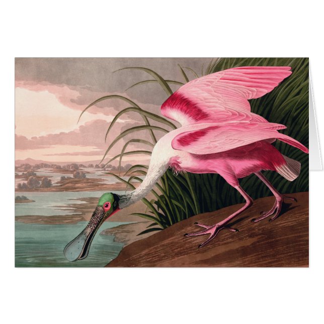 La faune des oiseaux d'Audubon de Spoonbill Roseat (Devant horizontal)