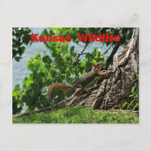 La faune du Kansas à Sterling Lake Carte postale