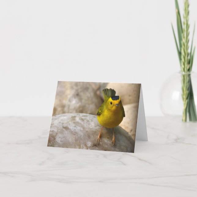 La fauvette de Wilson - Joe Sweeney - carte (Devant)