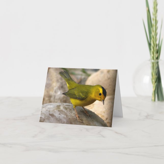 La fauvette de Wilson - Joe Sweeney - carte (Devant)