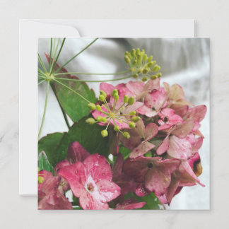 La fleur des hortensias frappe la pluie et le dill