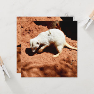 La forêt de la nature : Blancs de Meerkat creuser