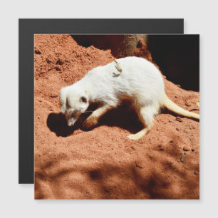 La forêt de la nature : Blancs de Meerkat creuser 