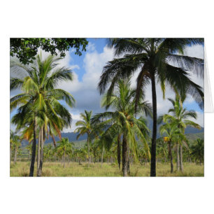 La forêt de palmiers à coco
