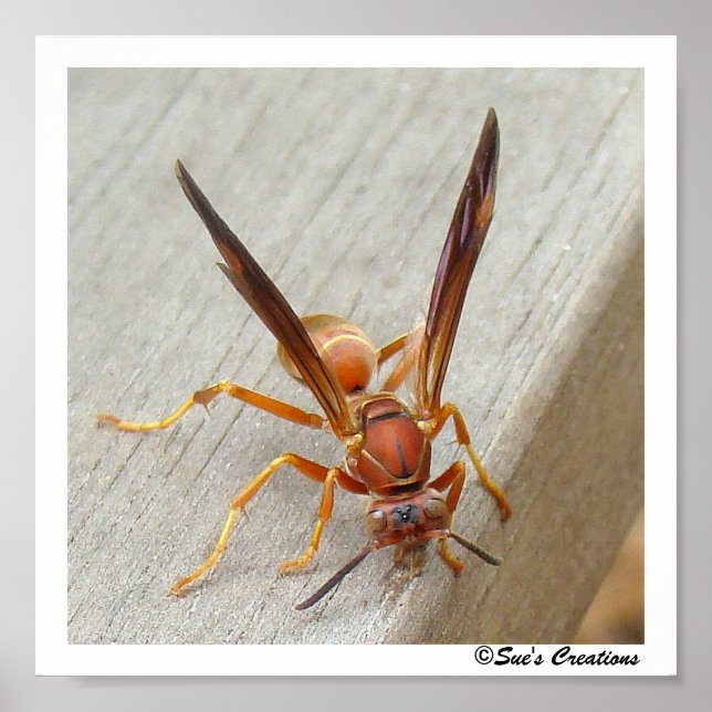 La foufe ! Affiche (Devant)