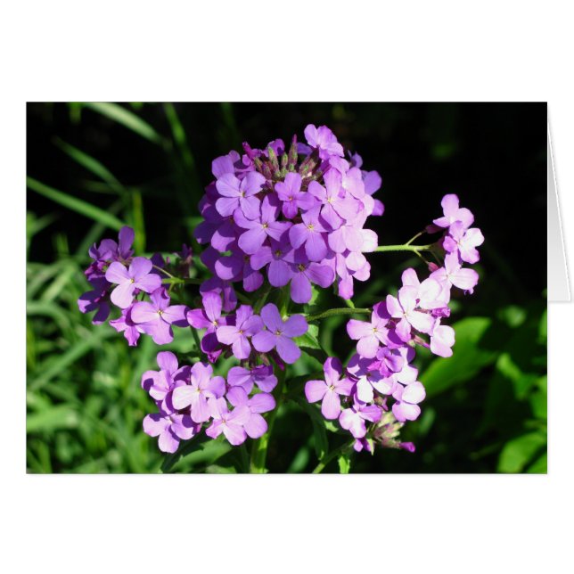 La fusée de Dame (Devant Horizontal)