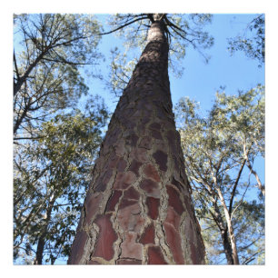 La Gerche Ponderosa Pine Photo Élargissement