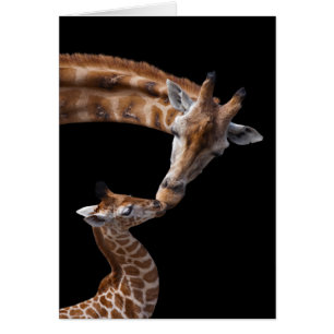 La girafe embrasse la carte