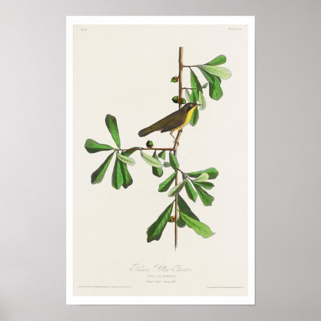 La gorge jaune de Roscoe par Audubon Poster (Devant)