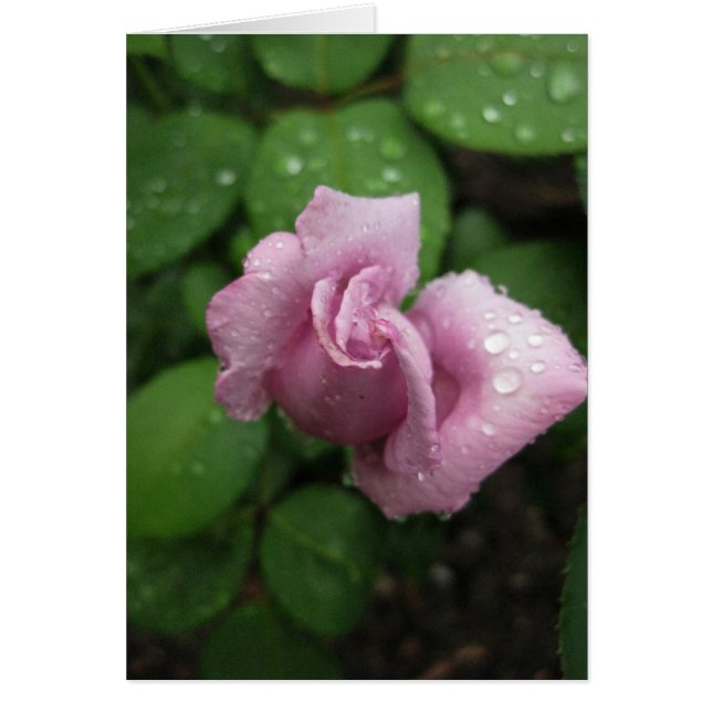 La goutte de fond rose (Devant)
