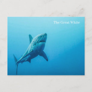 La grande carte postale blanche