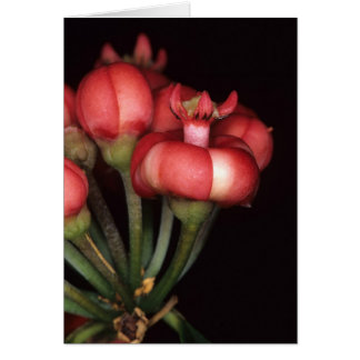 LA GUYANE FRANÇAISE FRANÇAISE : Globulifera de