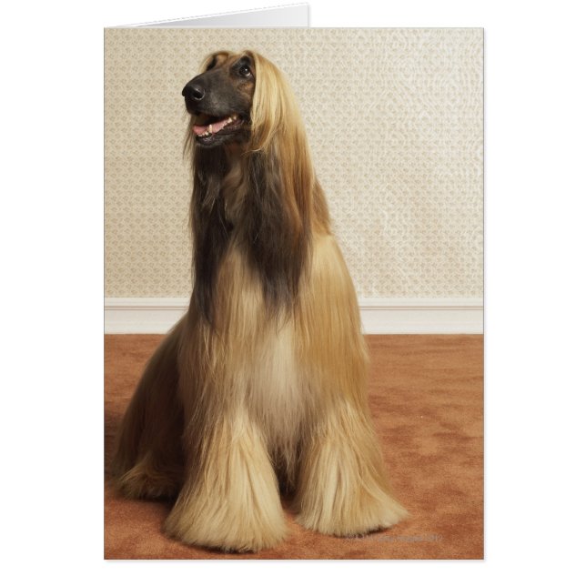 La hache afghane dans la pièce 2 (Devant)