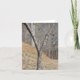 La lettre Y faite par un arbre