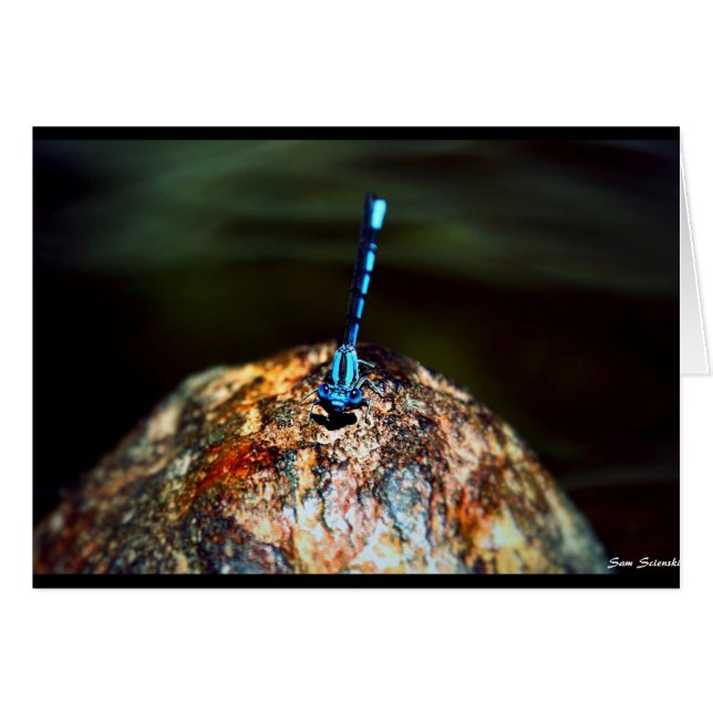 La libellule solitaire (Devant horizontal)