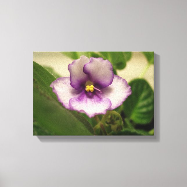 La Lily du jour parfaite sur toile (Recto)