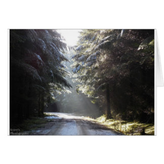 La lumière dans la forêt