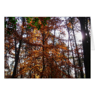 La lumière du soleil dans l'arbre d'automne de la 