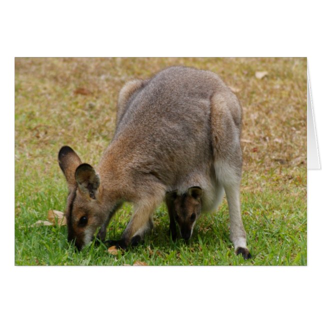 La maman et le bébé ont assez fait face au wallaby (Devant horizontal)