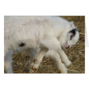 La Mancha Billy Enfant En Jeu