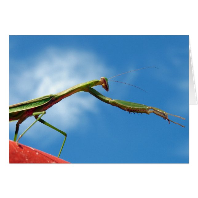 La mante (Devant horizontal)