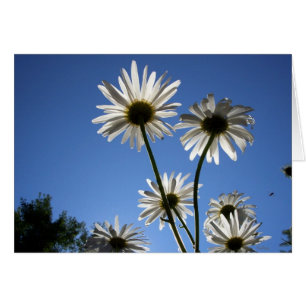 La montée des marguerites