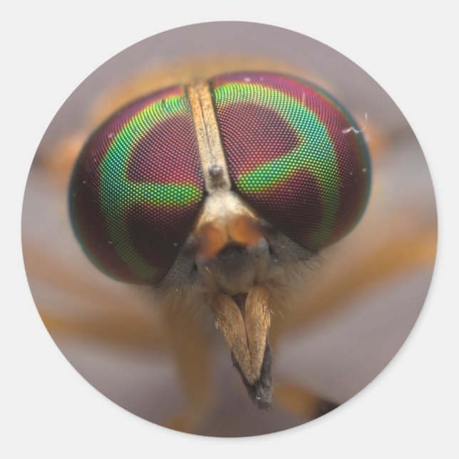 La Mouche Jaune des Stickers Visage Désastreux du  (Devant)
