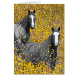 La moutarde et les chevaux