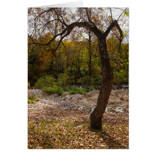 La Nature (Devant)